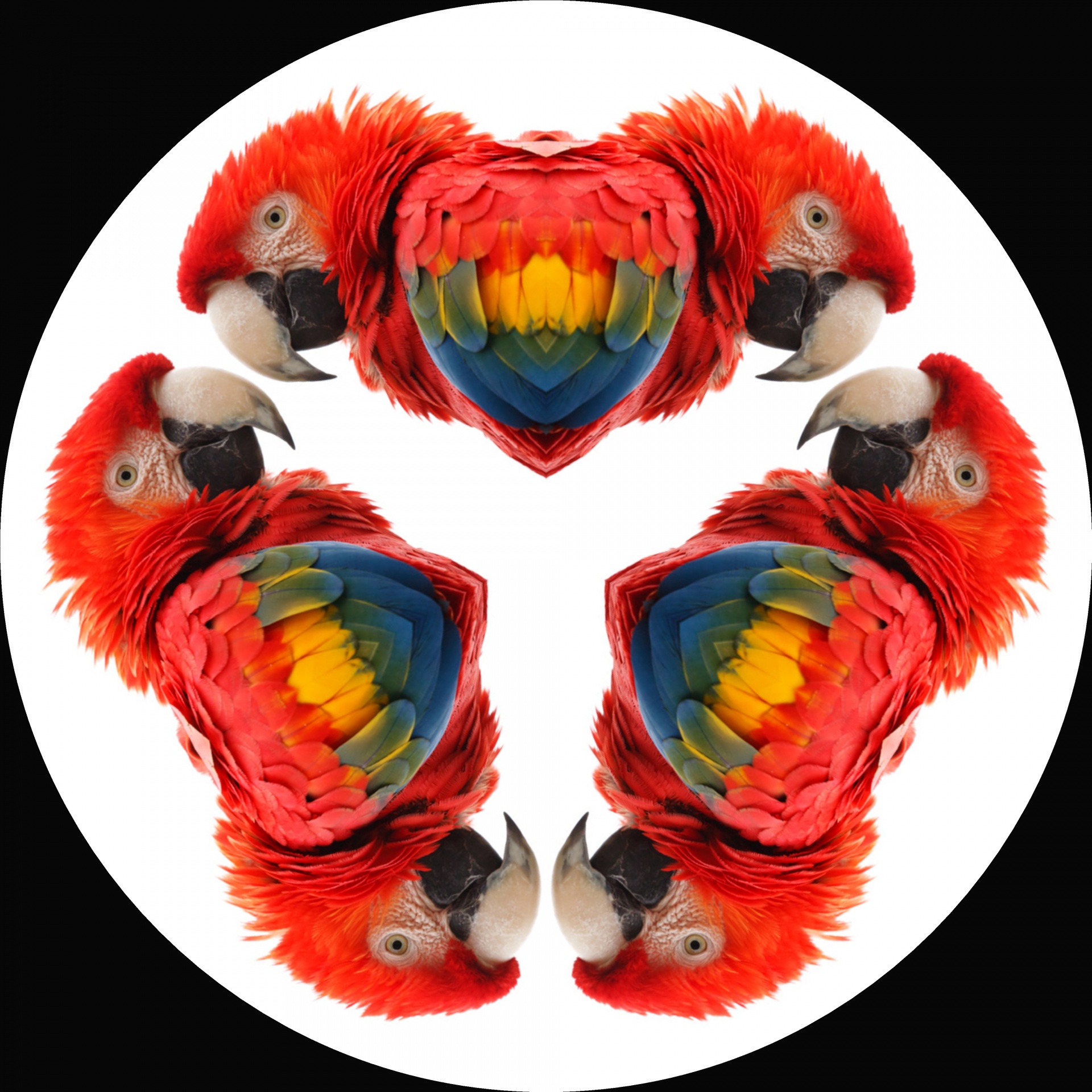 parrots kaleidoscope white free photo