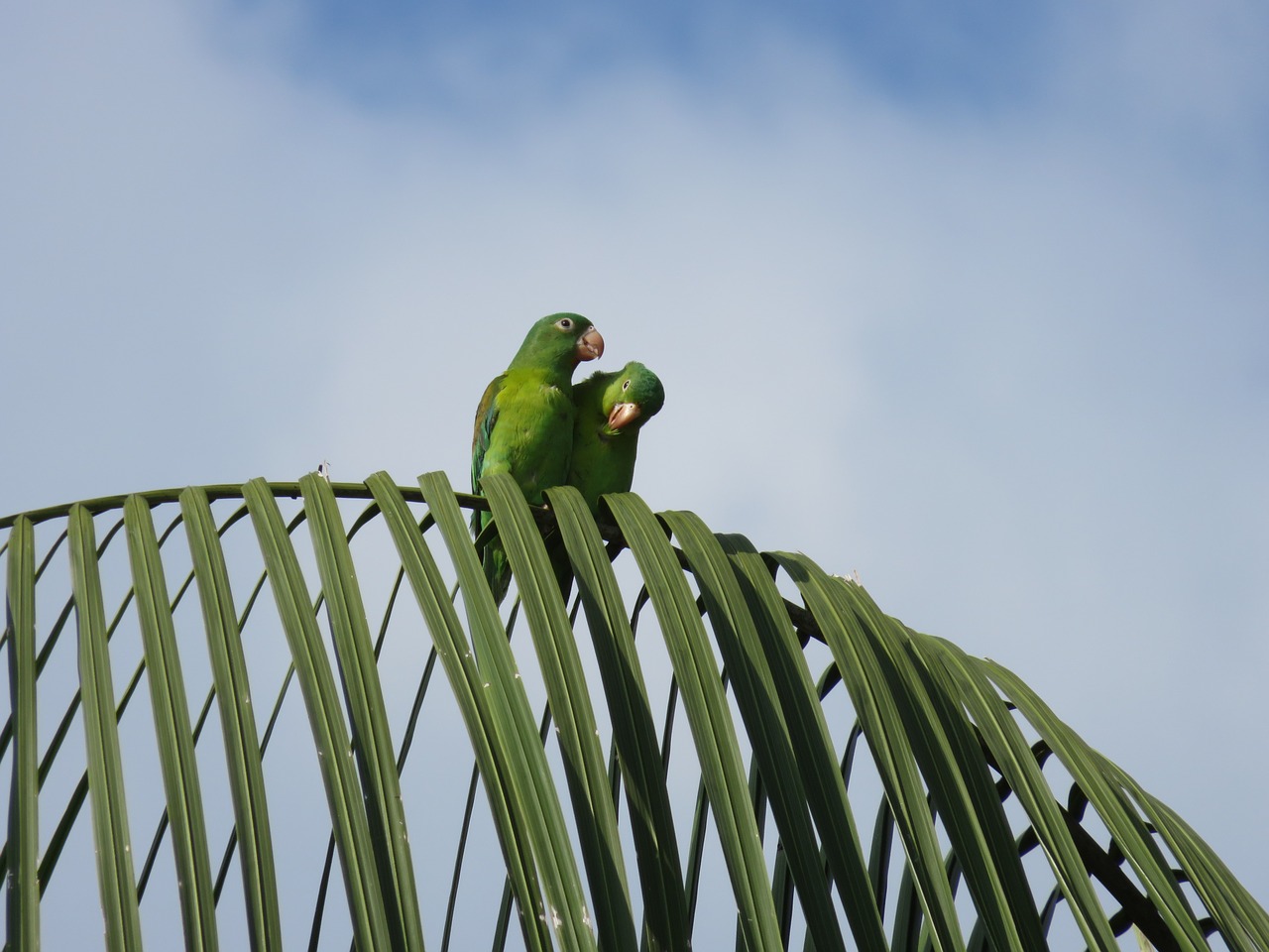 parrots birds palm free photo