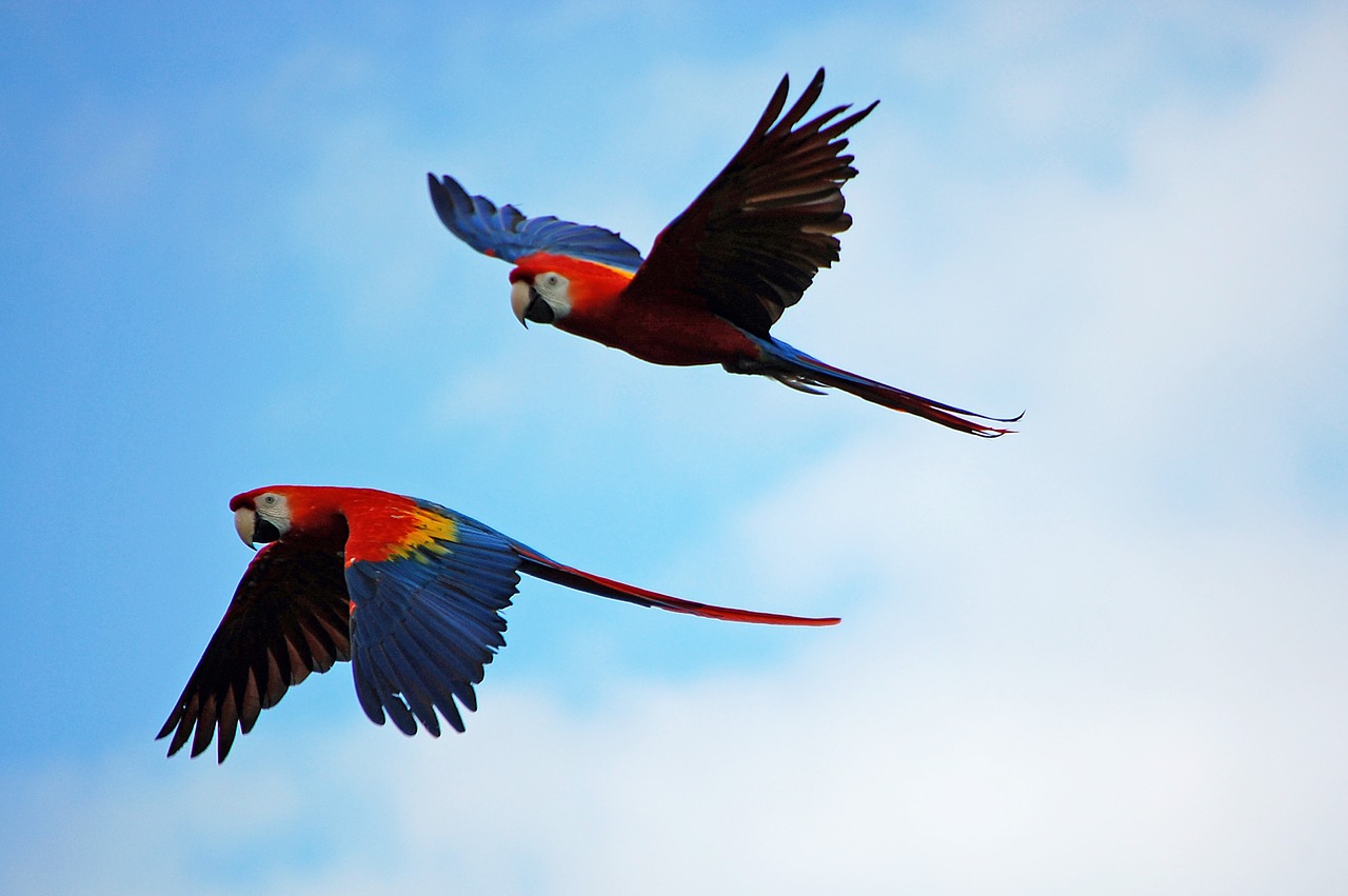 parrots parrot pair free photo