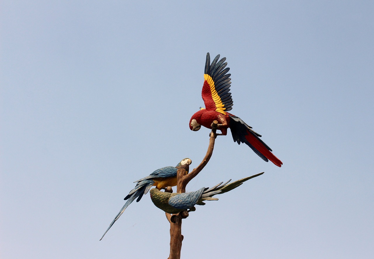 parrots tenerife loropark free photo