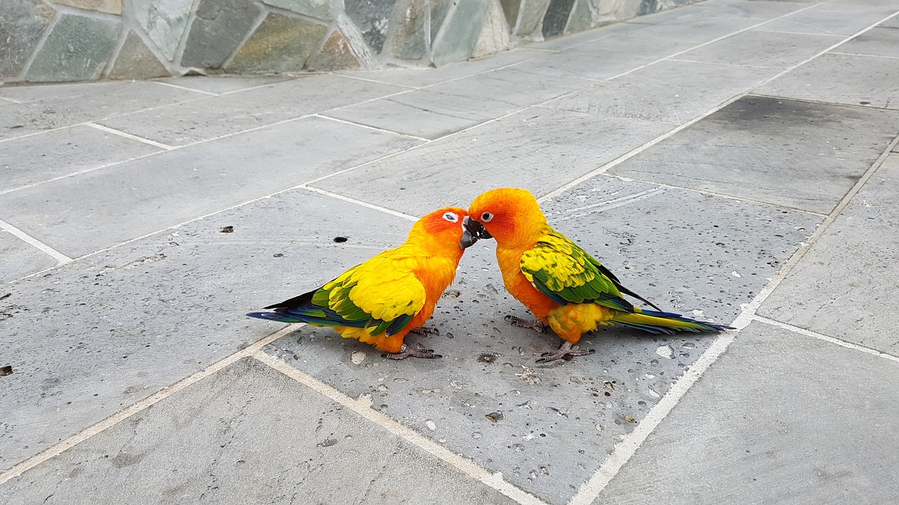 parrots small parrot fight free photo