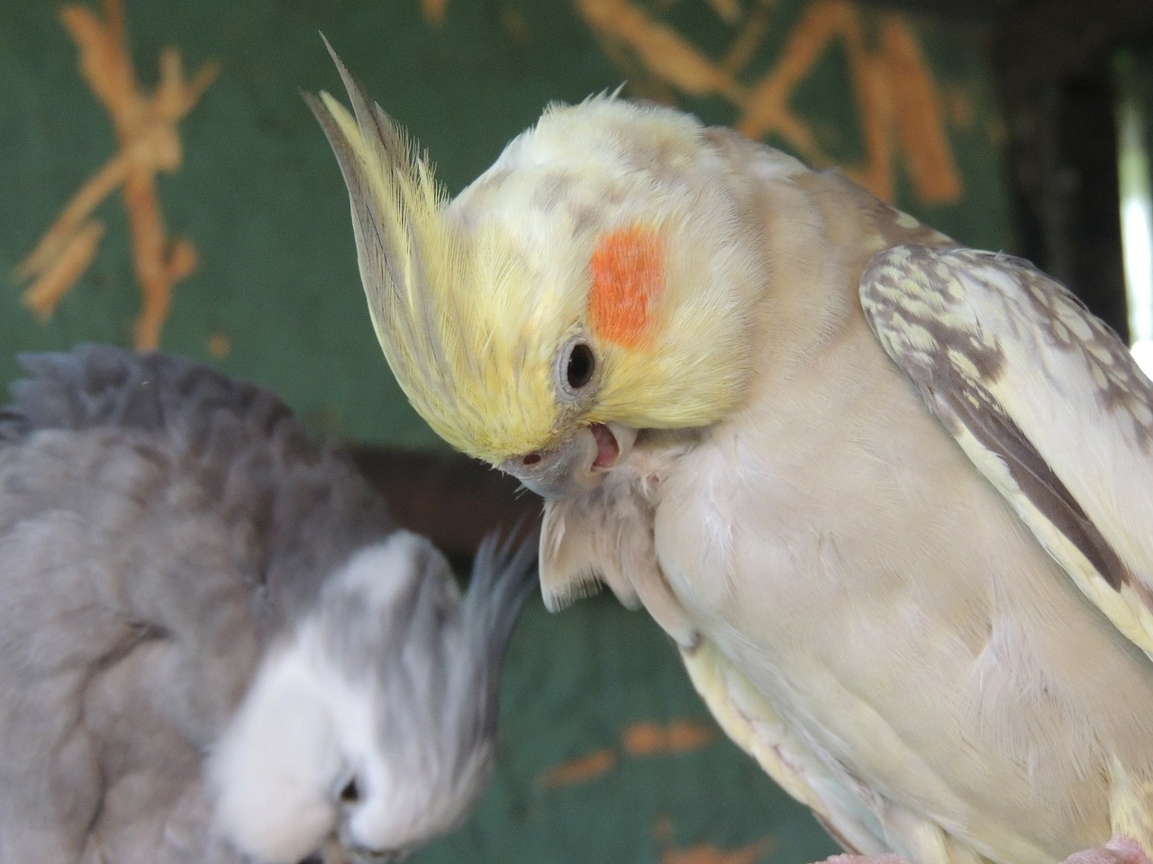 parrots pets care free photo