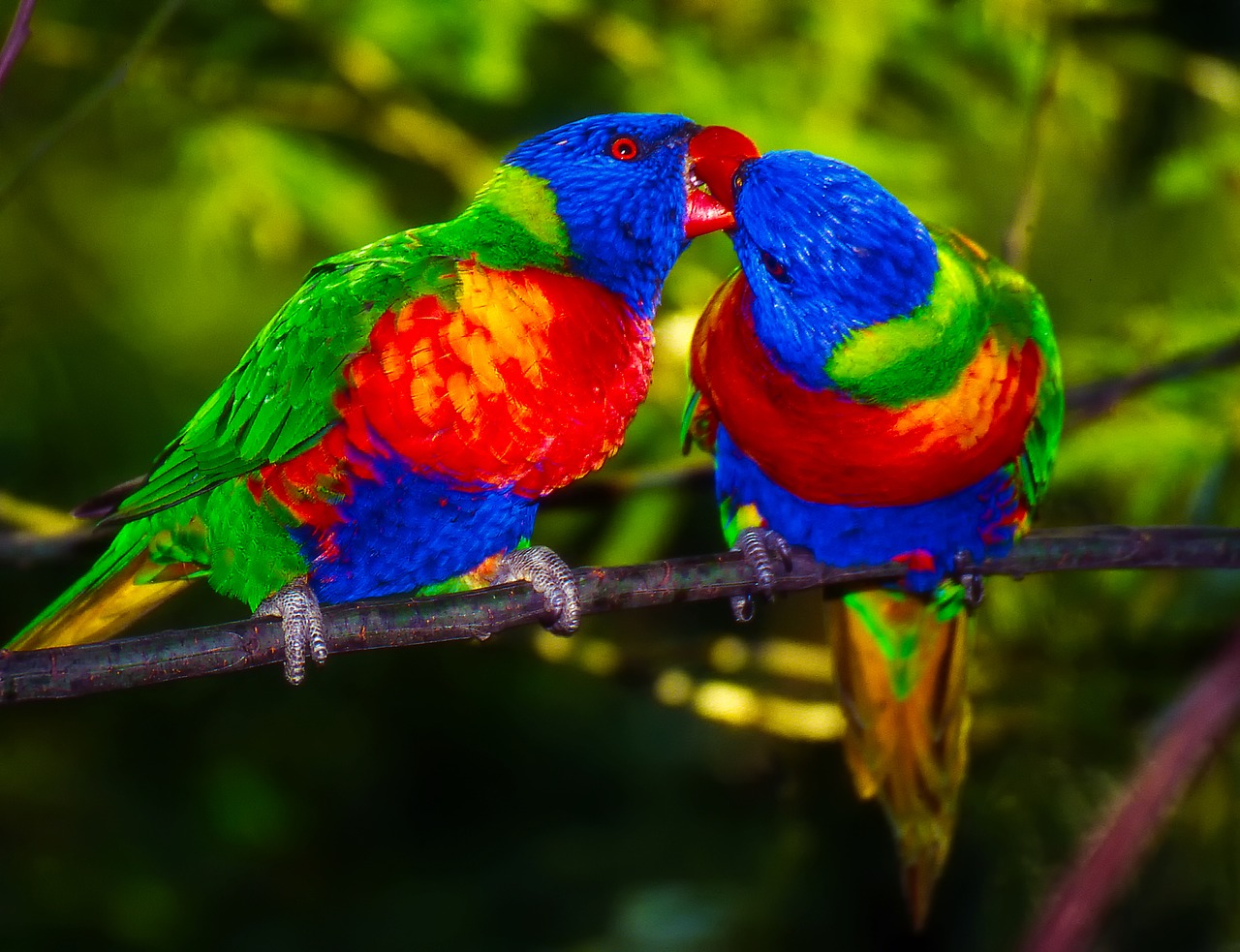 parrots pair bird free photo