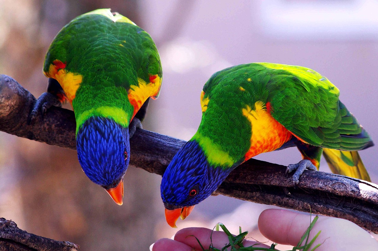 parrots bird inseparable free photo