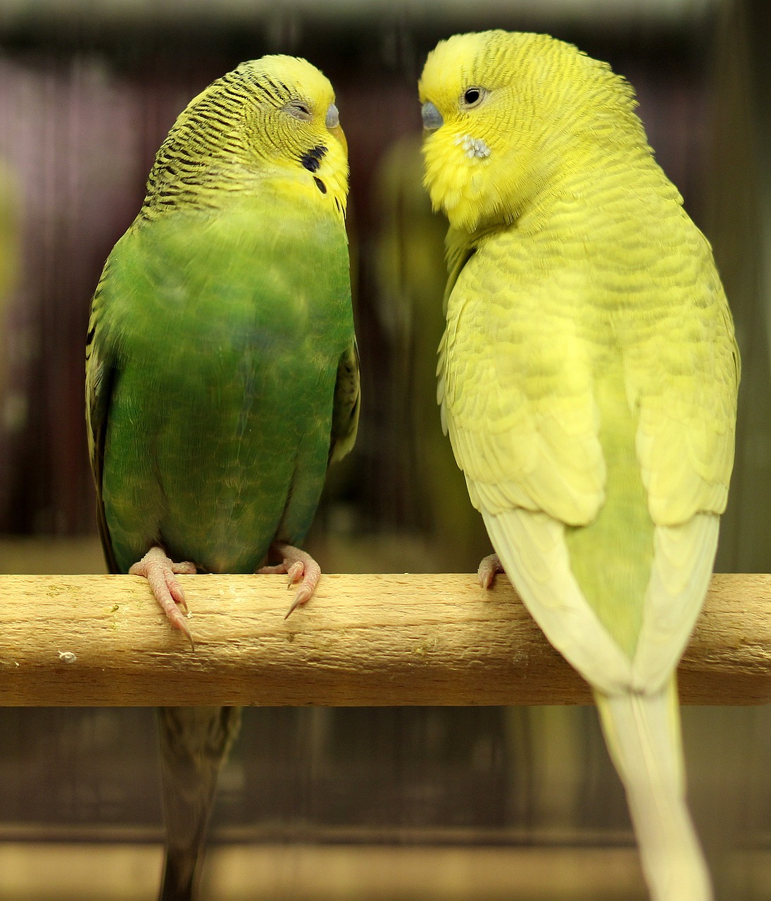 parrots love green free photo