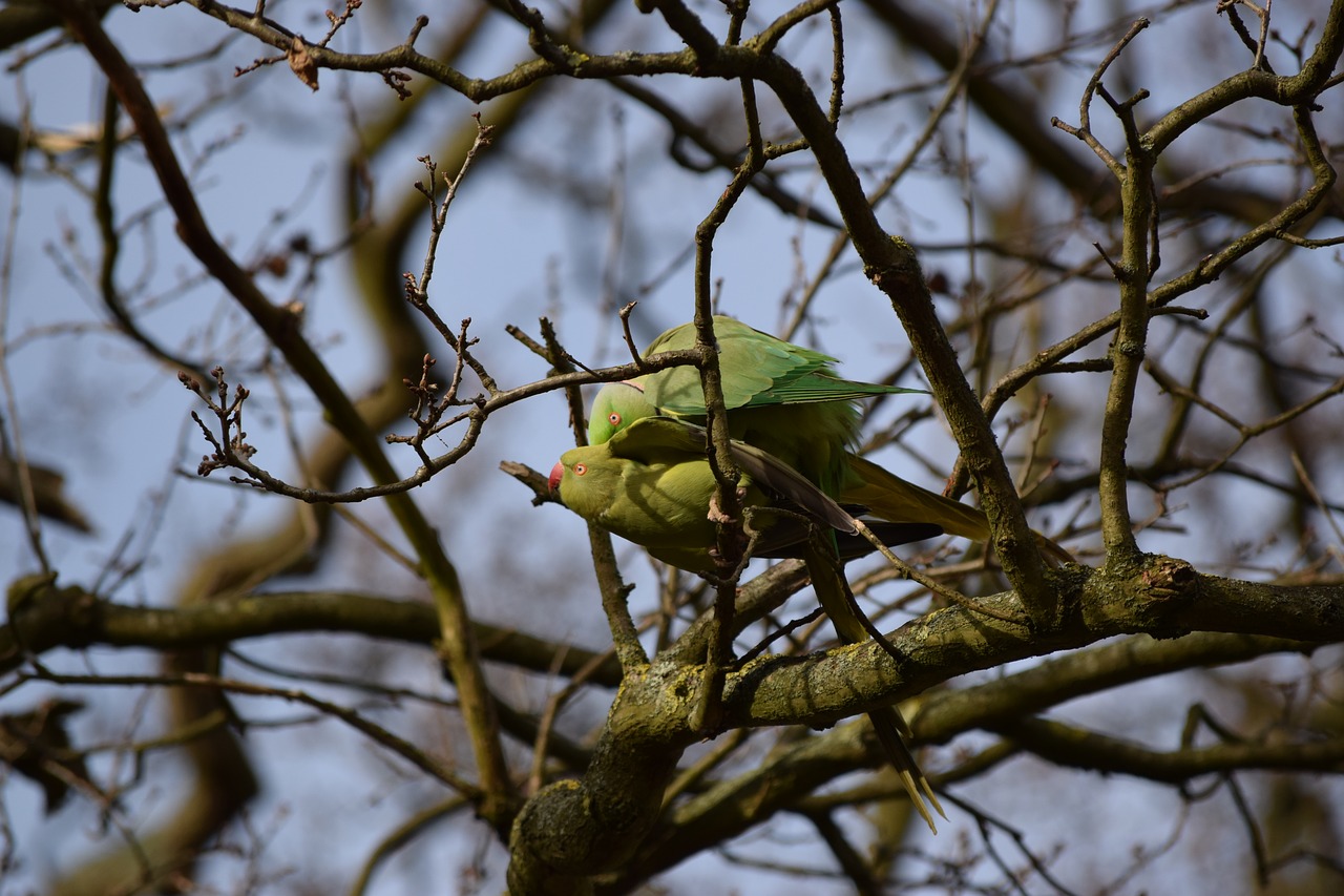 parrots richmond park london free photo