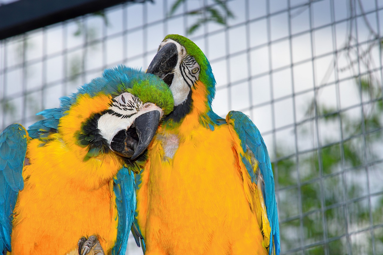 parrots aras couple free photo