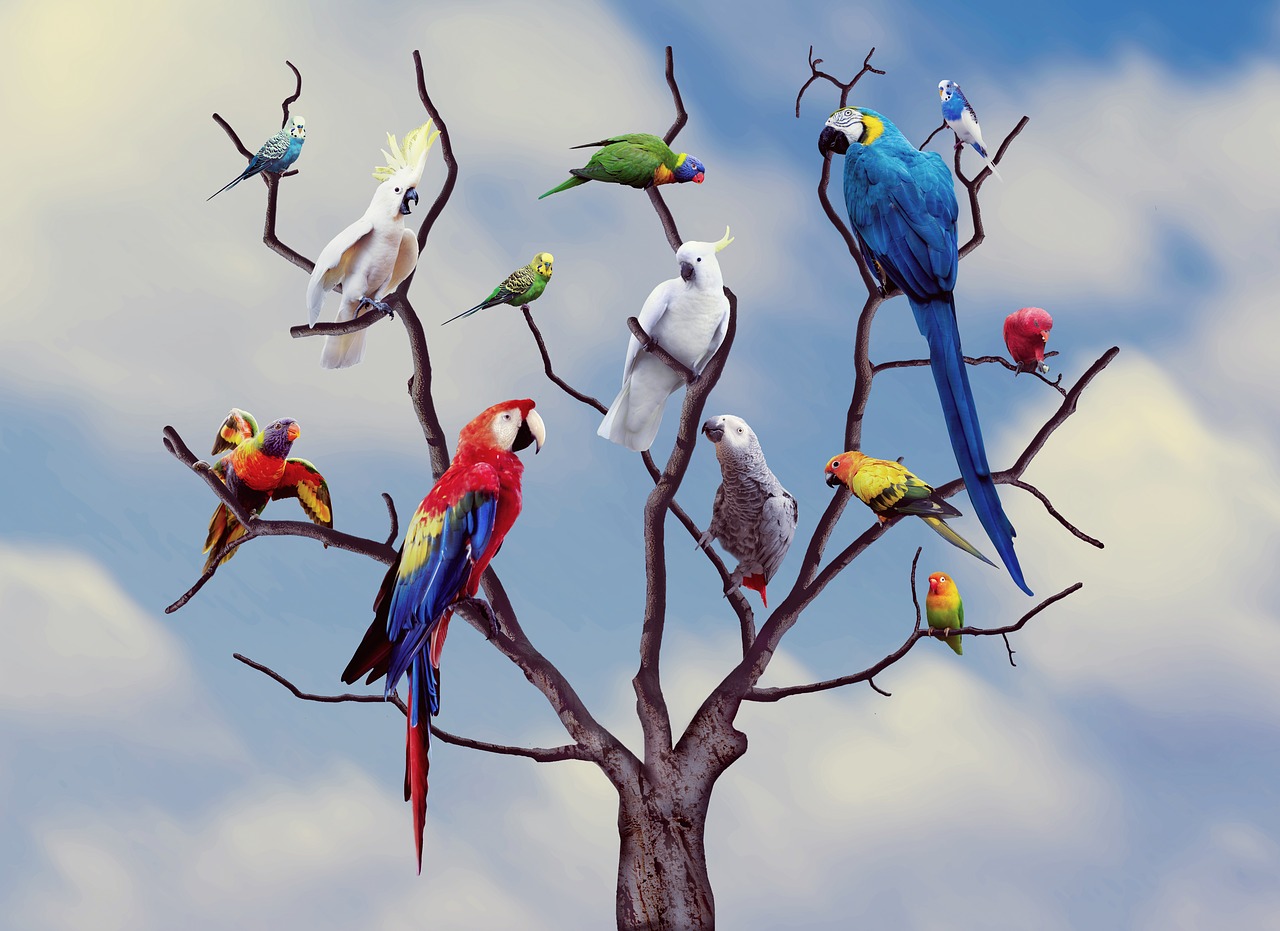 parrots birds colors free photo