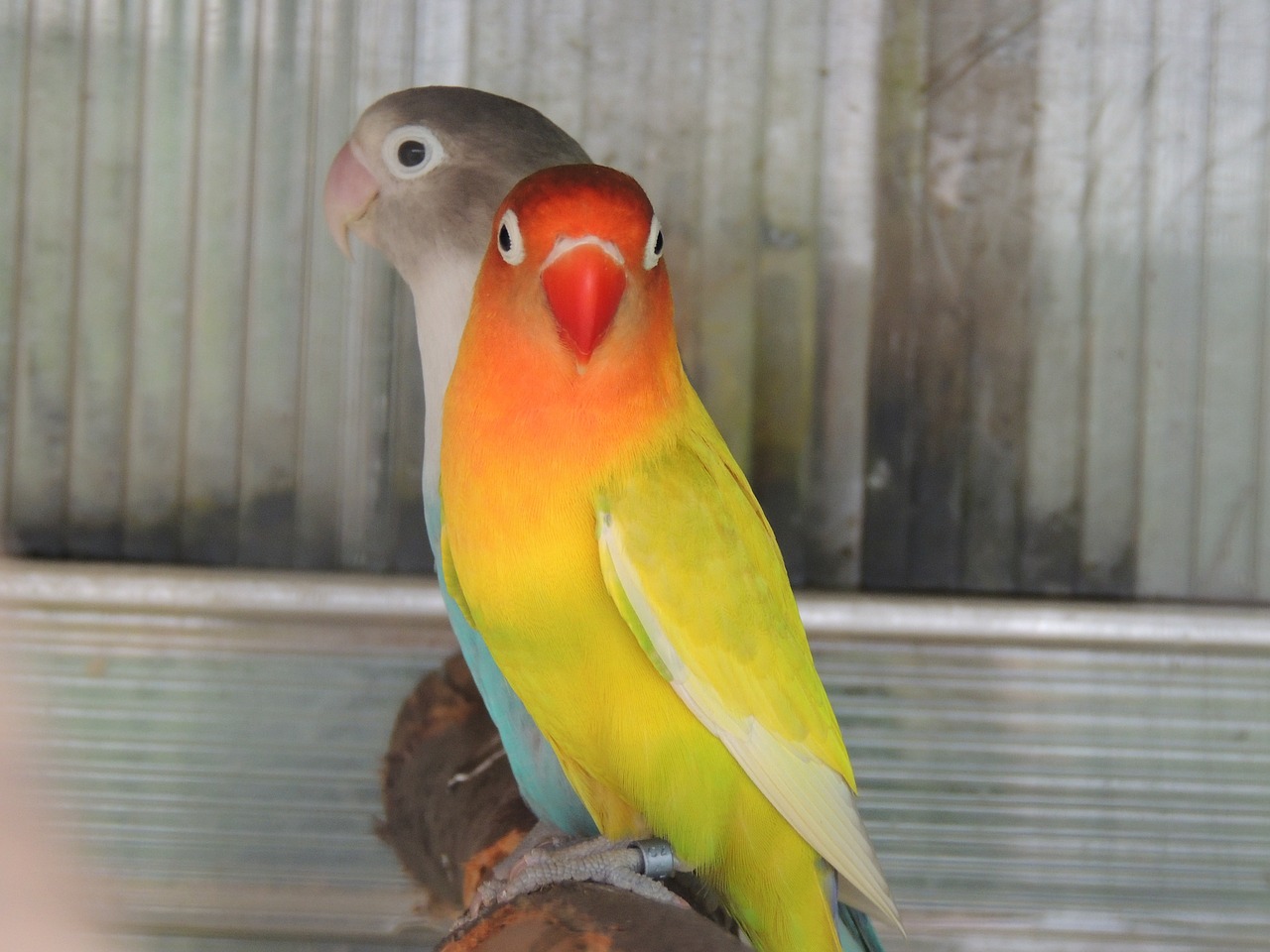 parrots captivity bird free photo