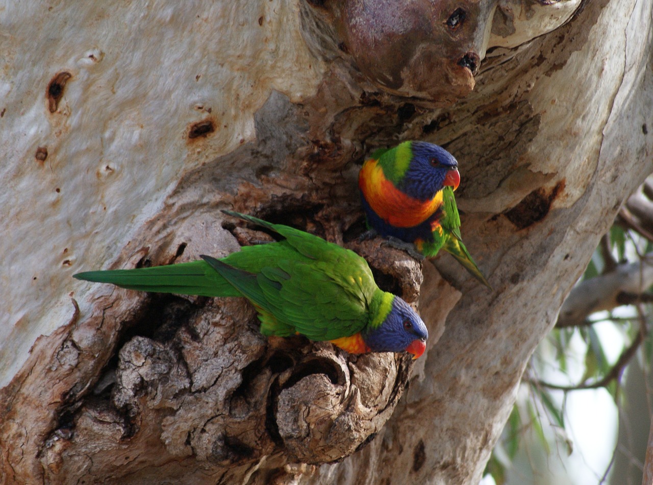 parrots pair gumtree free photo