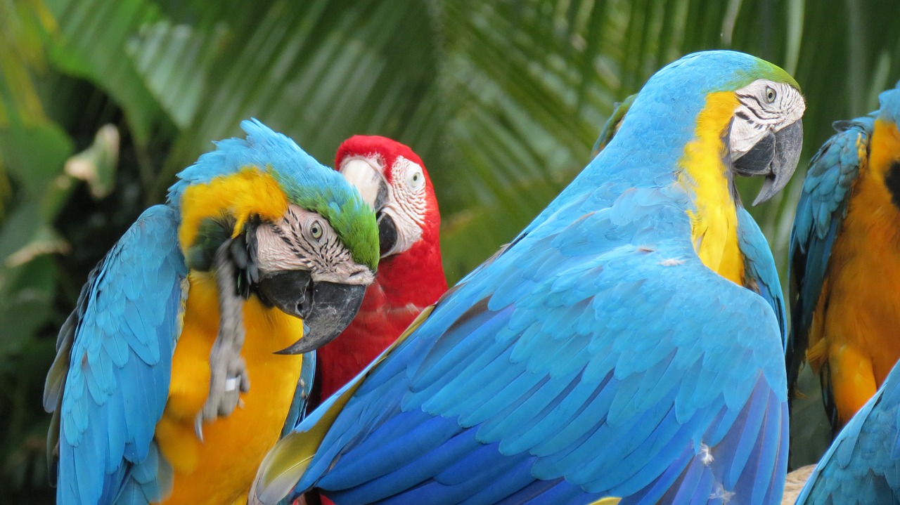 parrots cambodia birds free photo