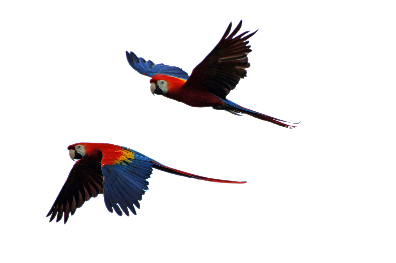 parrots flight parrot free photo