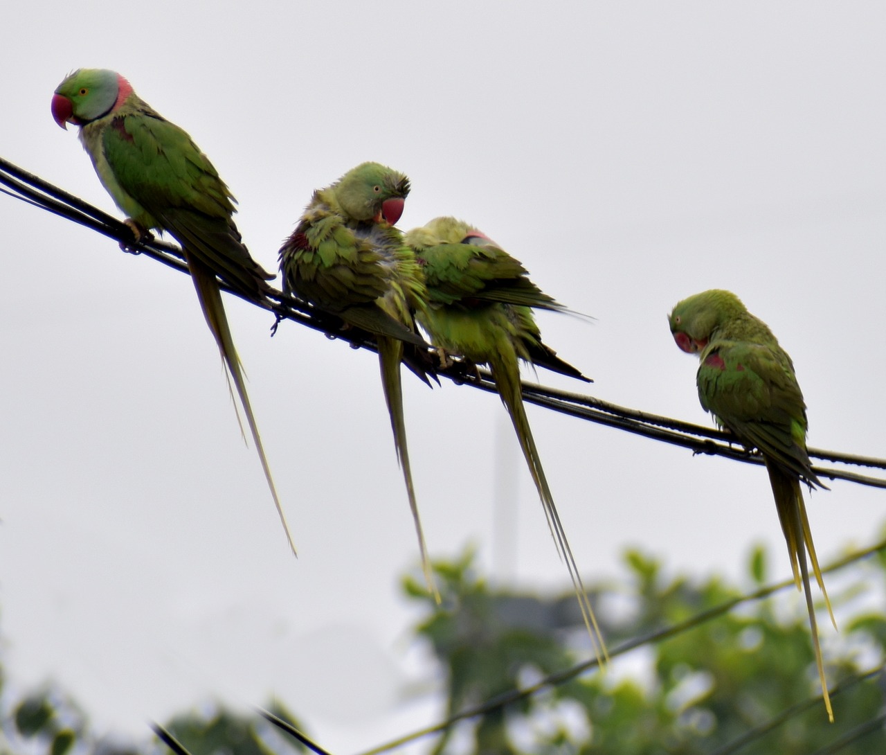 parrots raining birds free photo