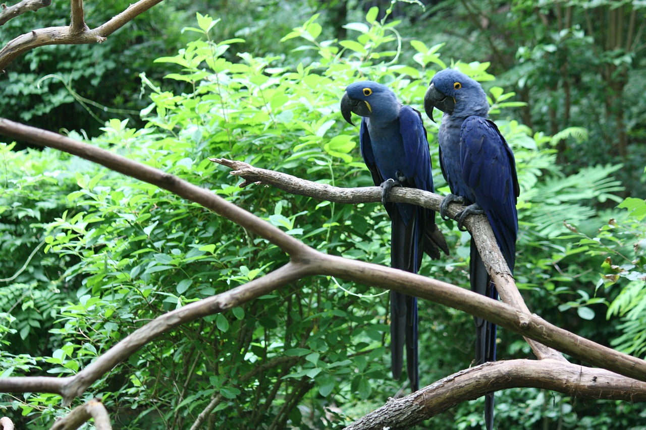 parrots zoo blue free photo
