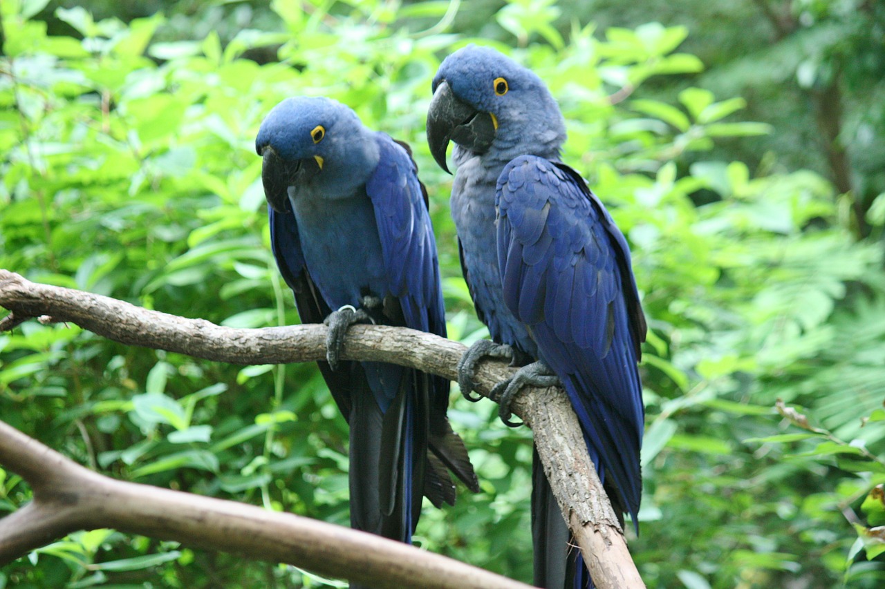 parrots birds blue free photo
