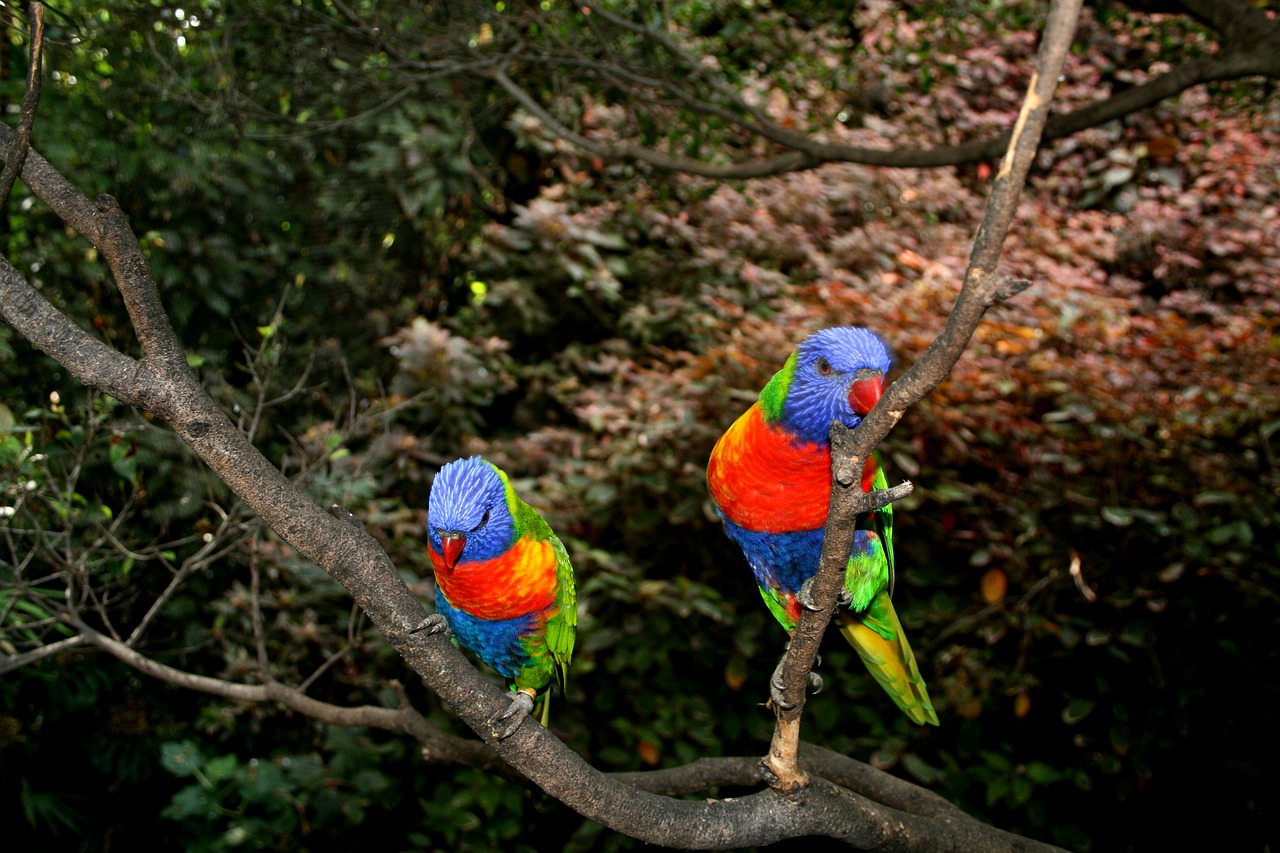 parrots red bird free photo