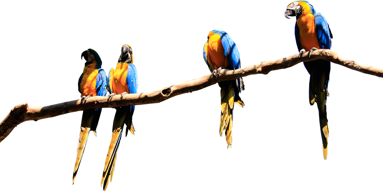 parrots branch isolated free photo