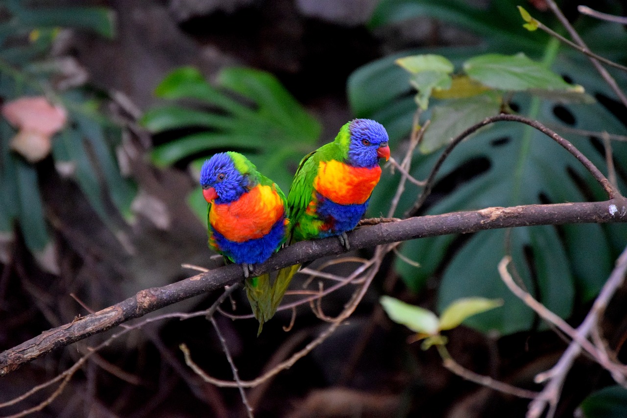 parrots bird couple colorful free photo