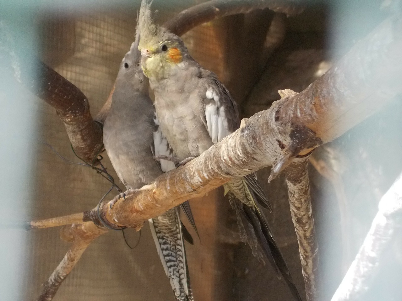 parrots birds cosy free photo
