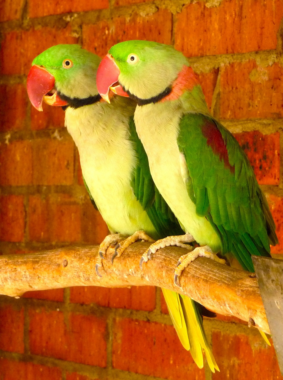 parrots tropical birds free photo