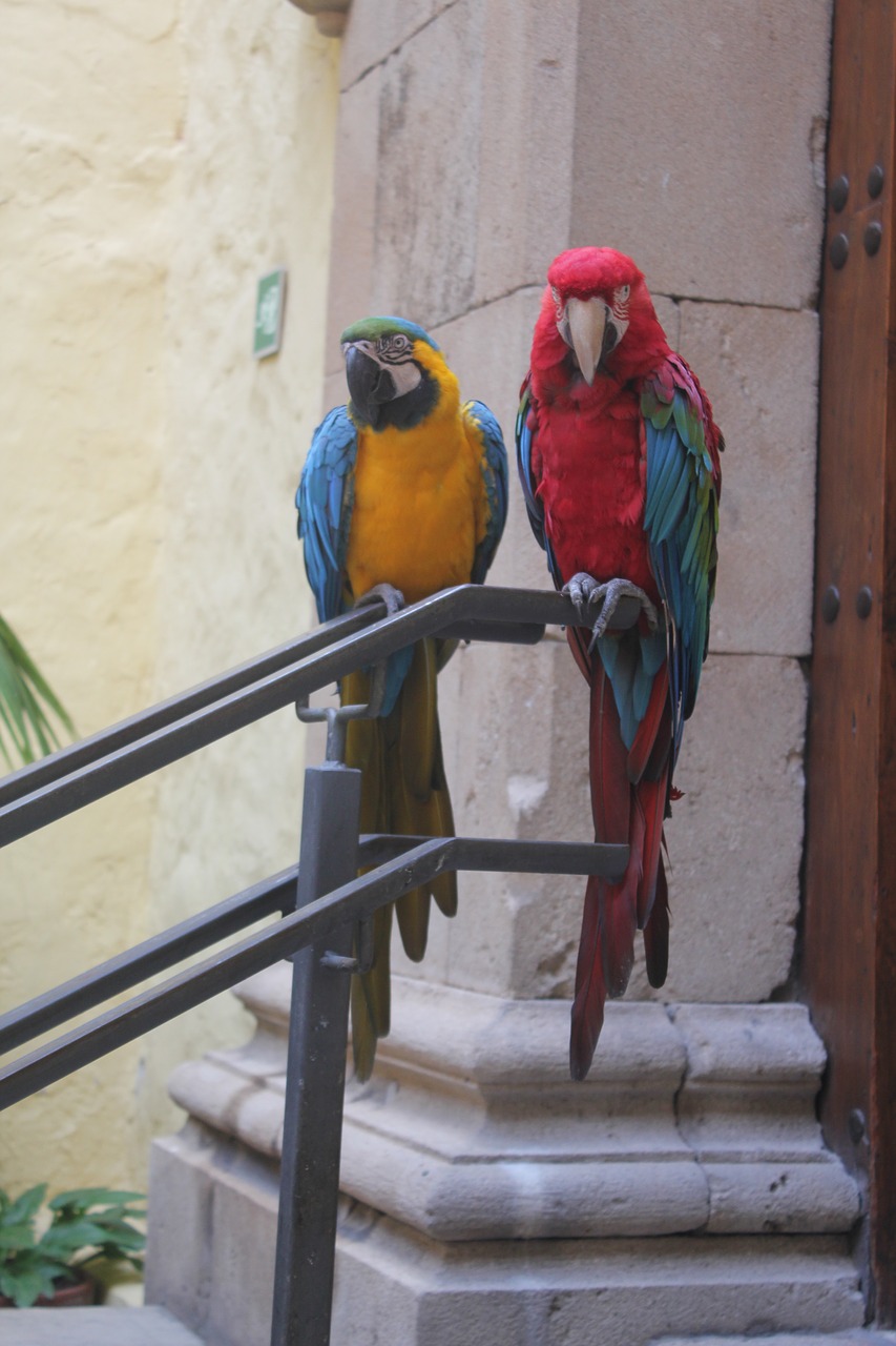 parrots  canary islands  bird free photo
