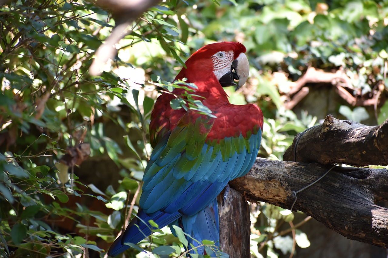 parrots  zoo  pistoia free photo