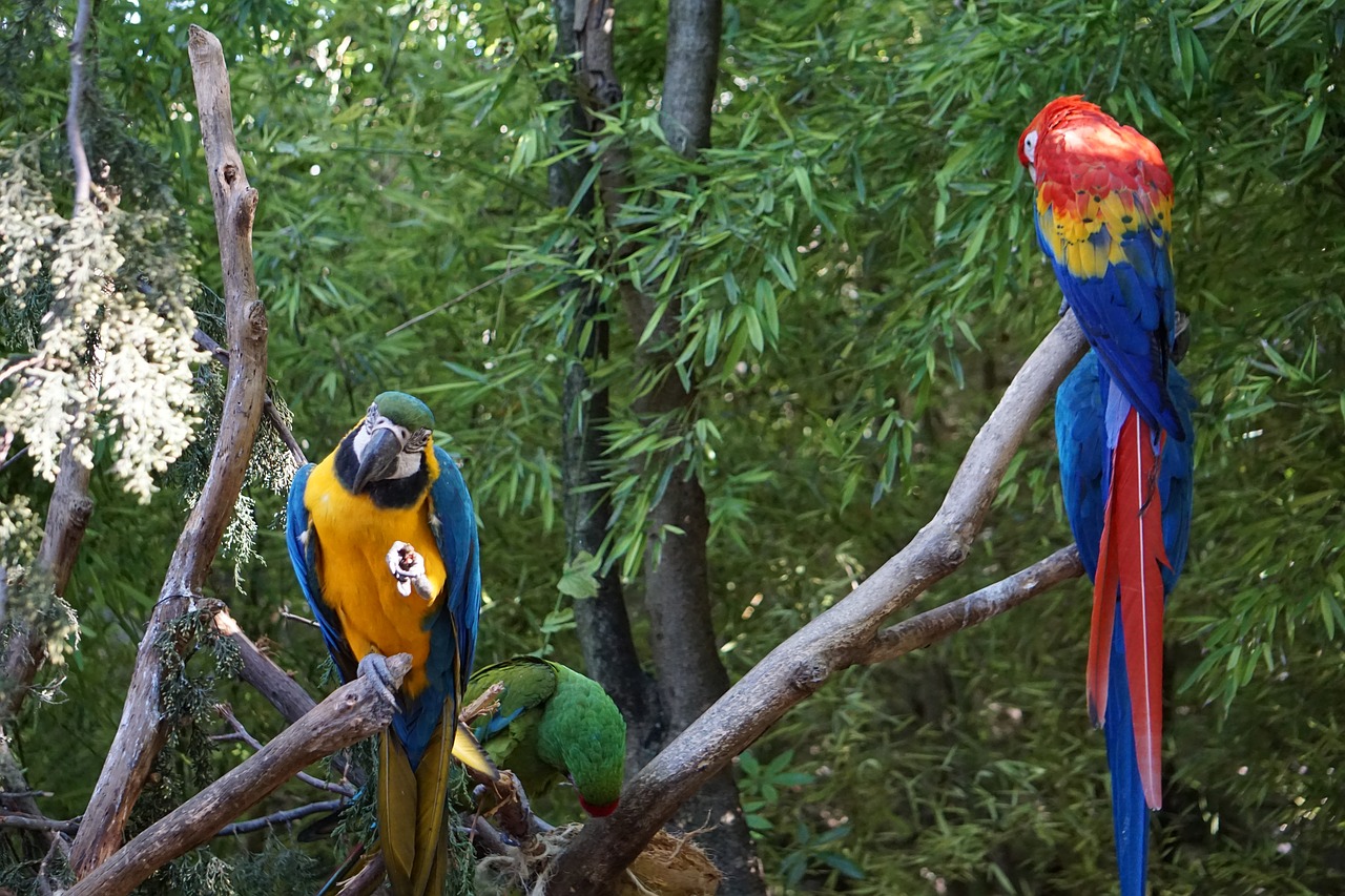 parrots  parakeets  birds free photo