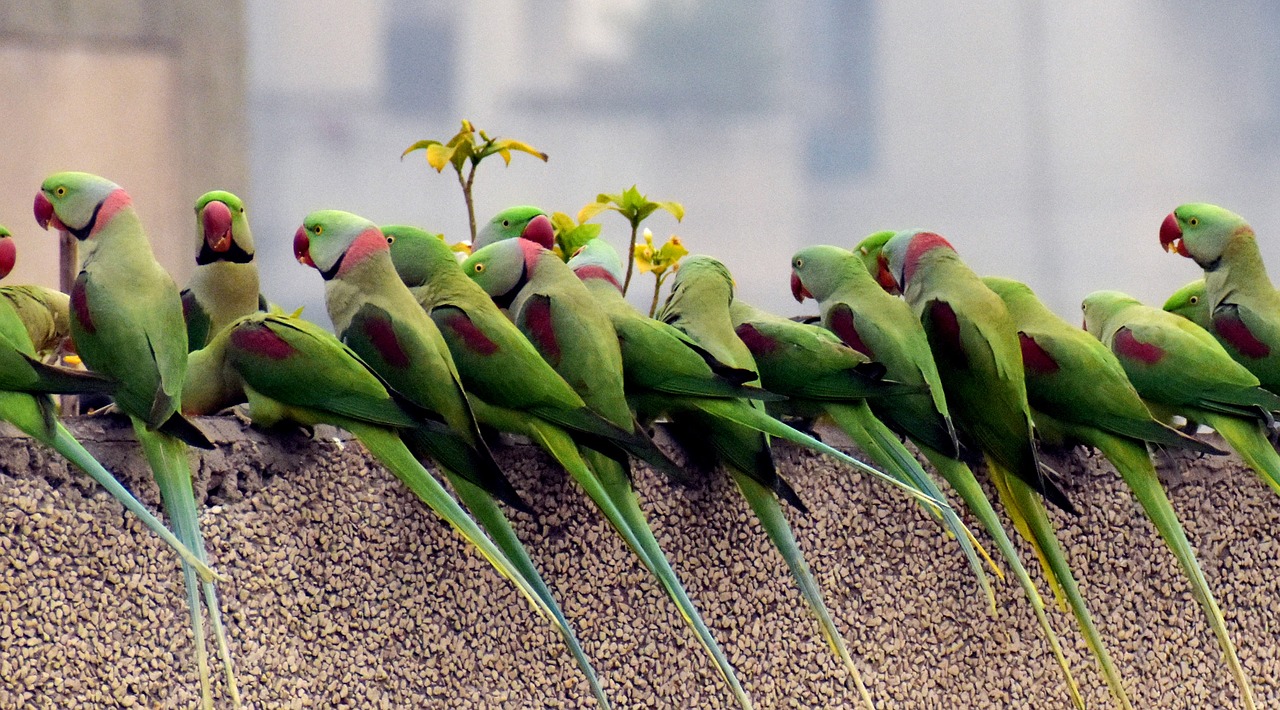 parrots  waiting in a row  breakfast time free photo