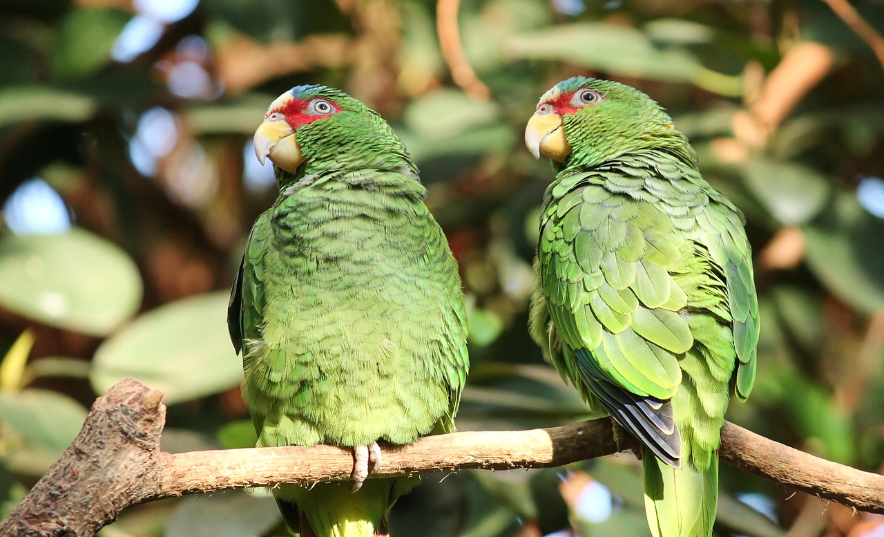 parrots  green  pair free photo