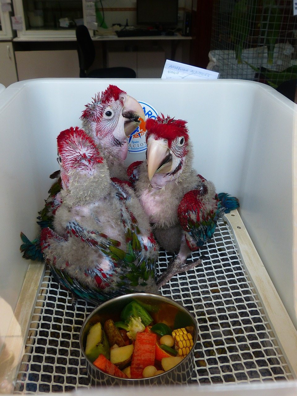 parrots parrot breeding parrot breeding station free photo