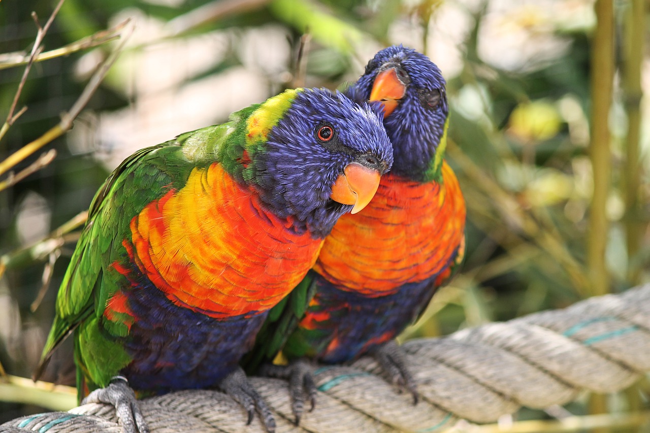 parrots  allfarbloris  trichoglossus rainbow free photo