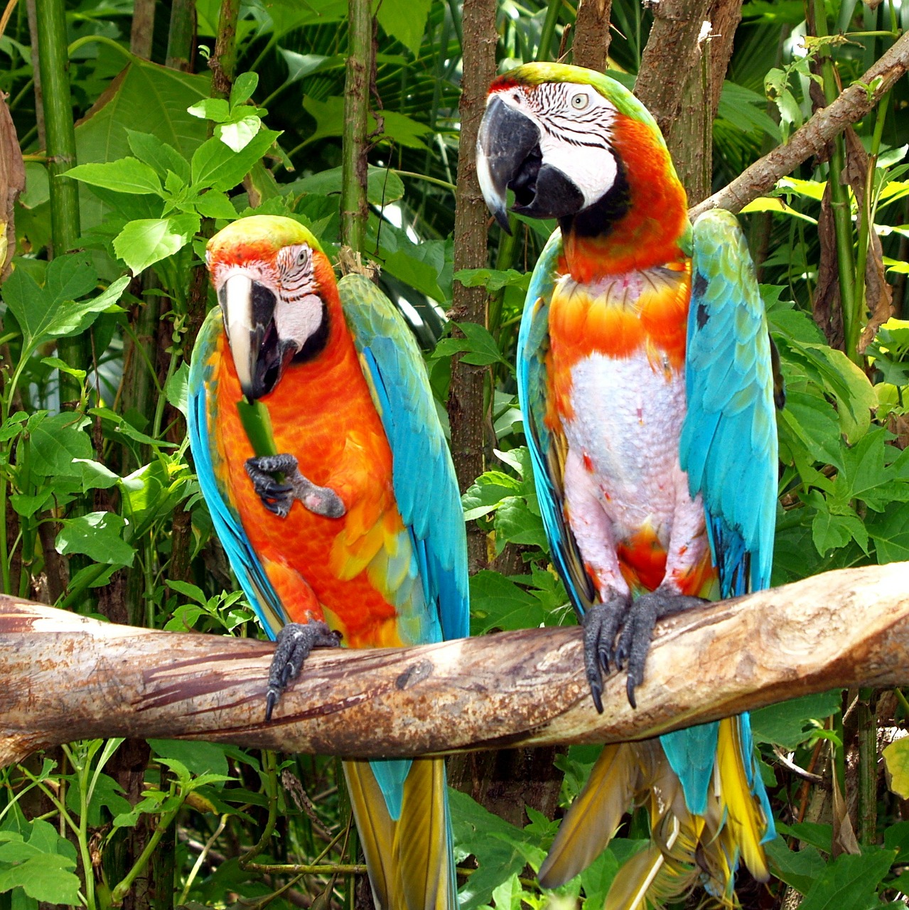 parrots birds nature free photo