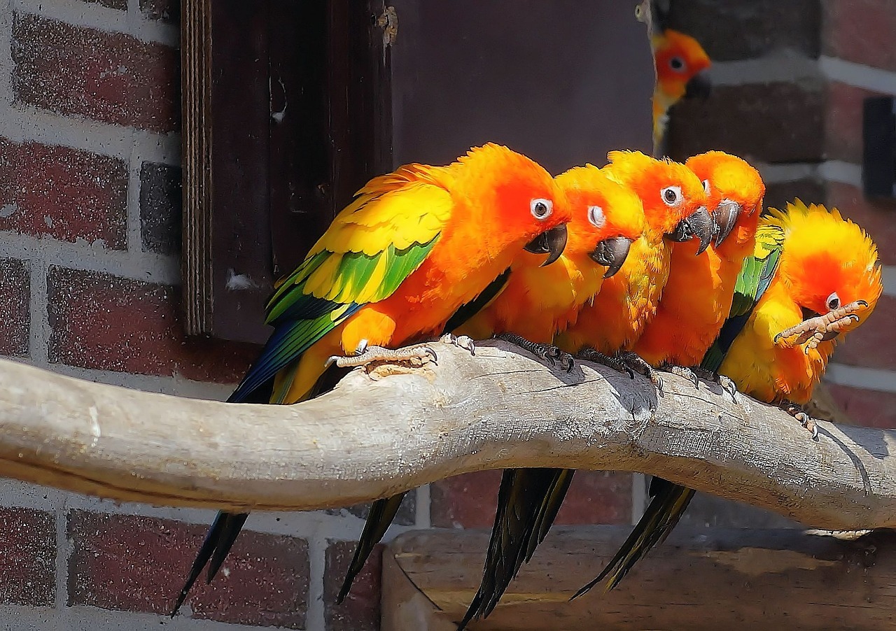 parrots aras colorful free photo