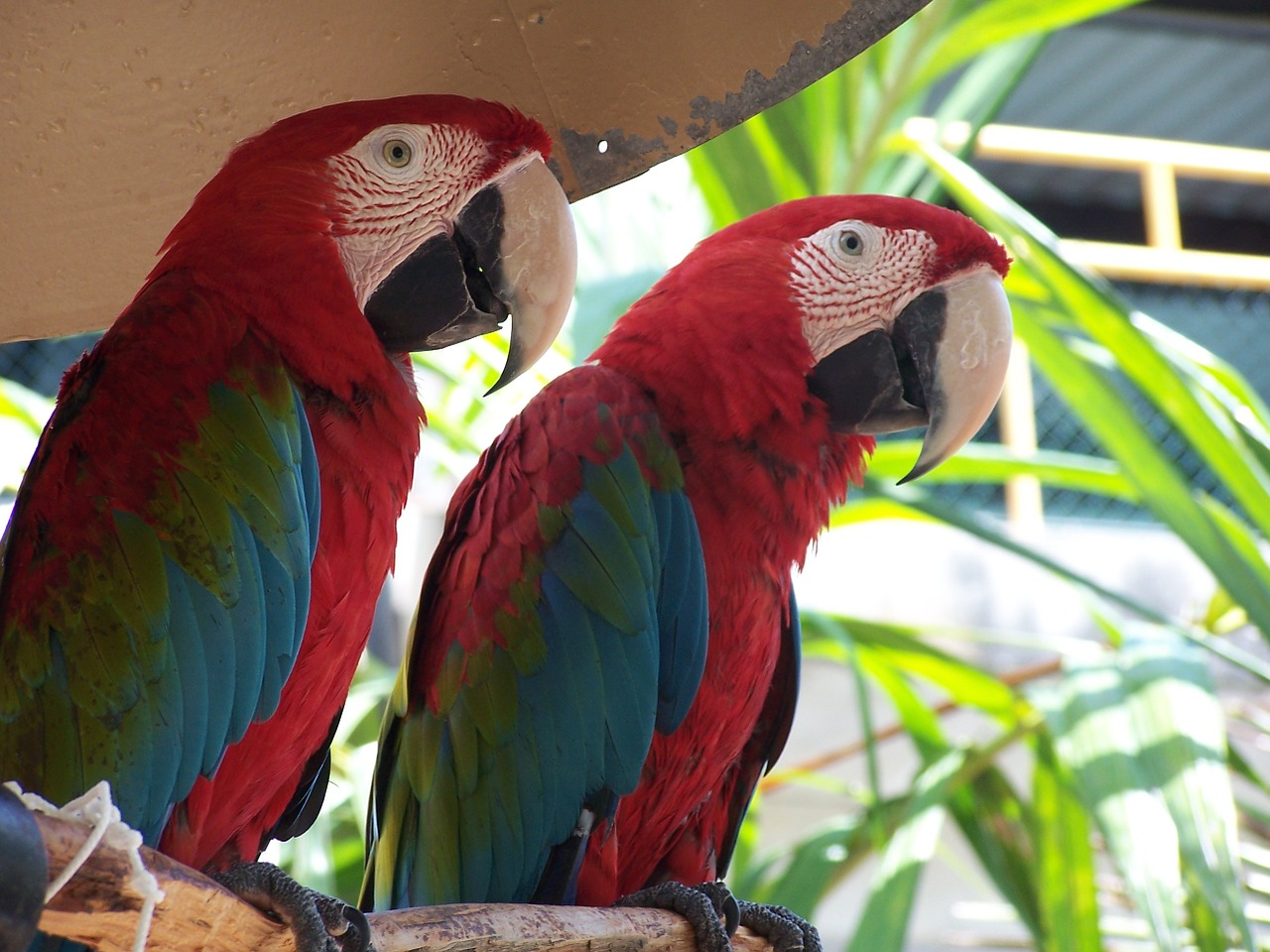 parrots colour tropical free photo