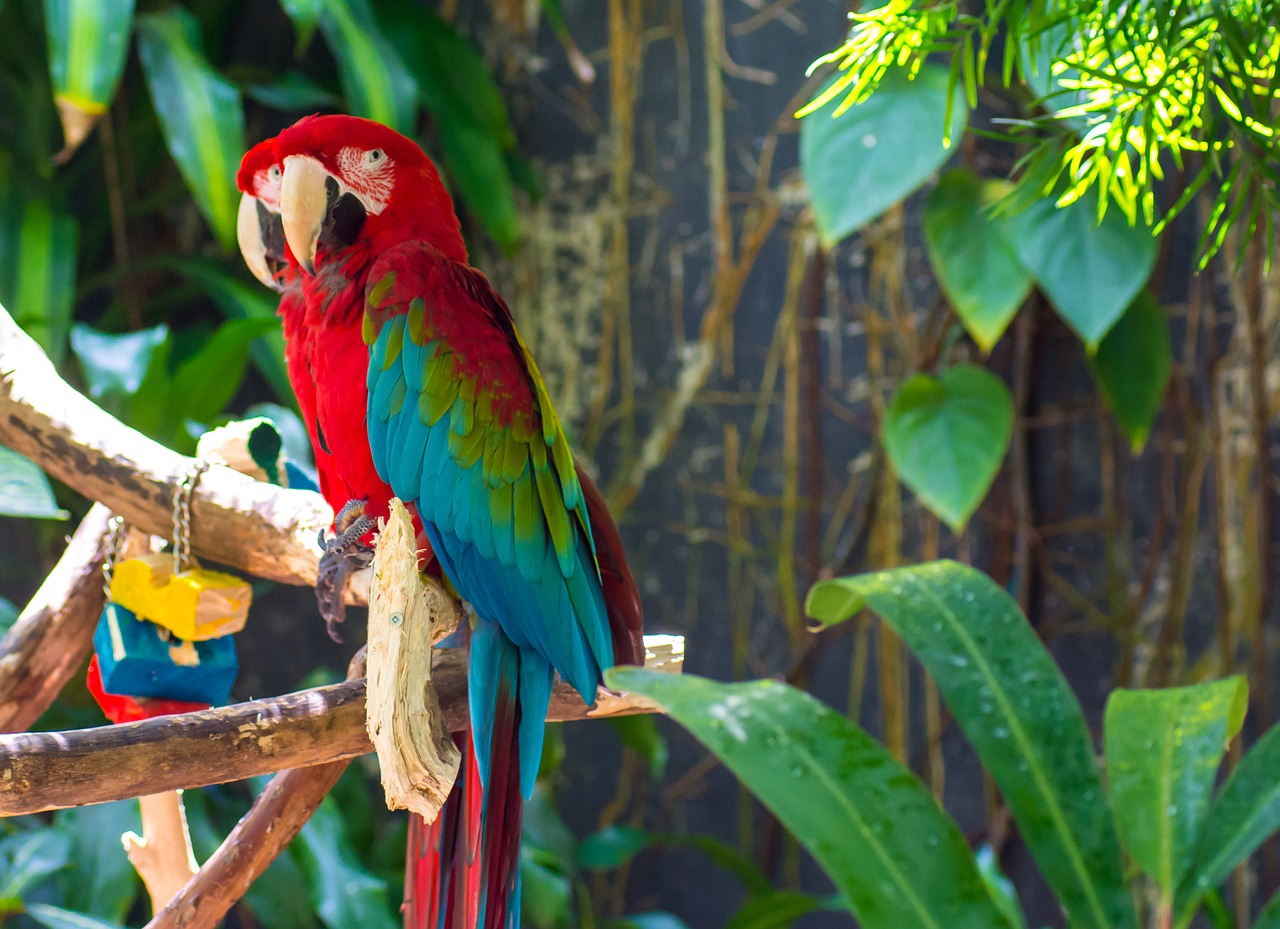 the red-and-green macaw