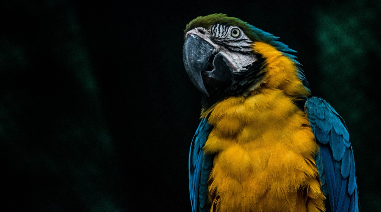 parrots macaw bird parrot free photo