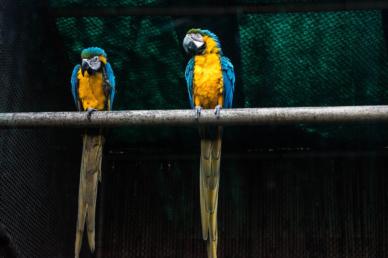 parrots macaw bird parrot free photo