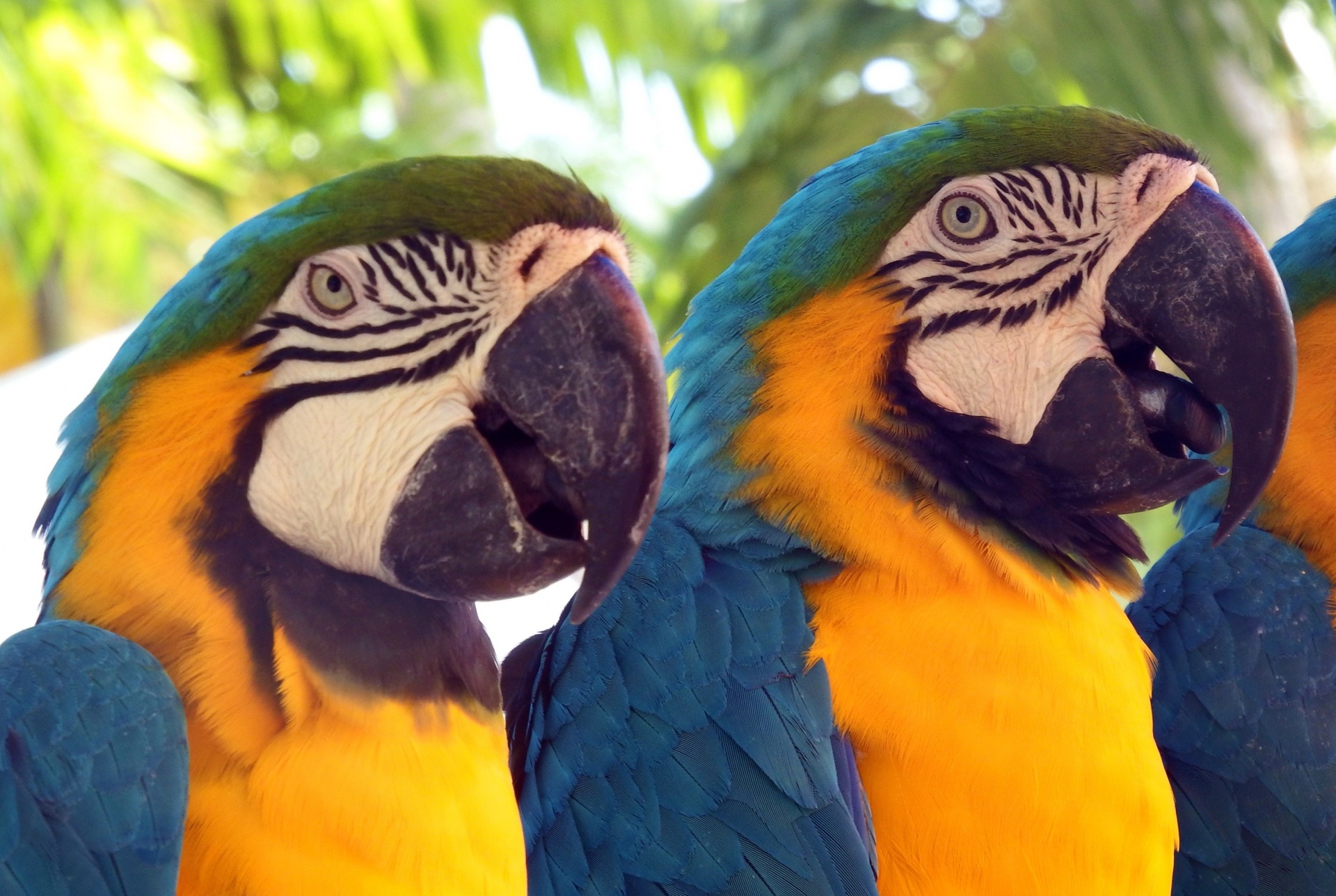 parrot parrots lovebirds free photo