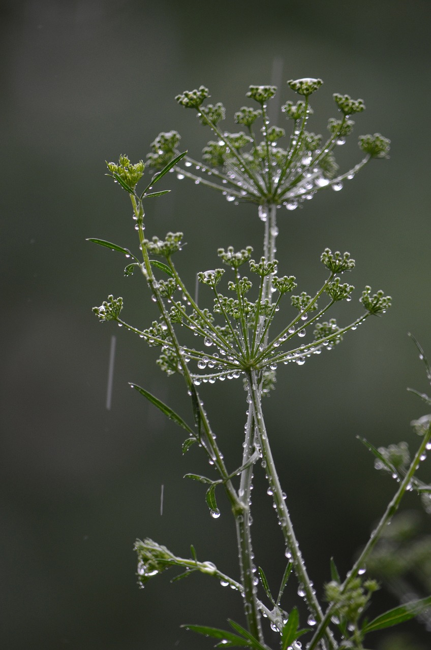 parsley drip rain free photo