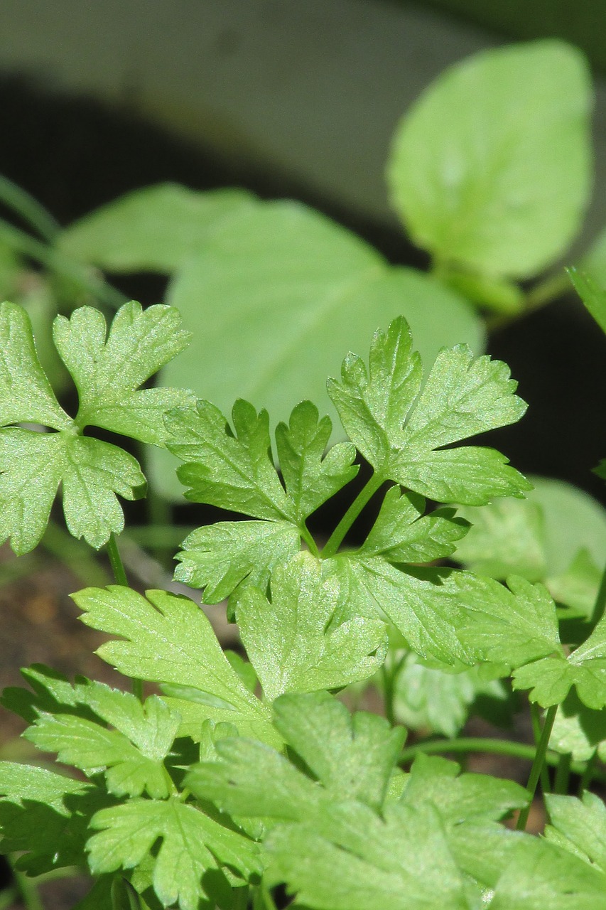 parsley seasoning free pictures free photo