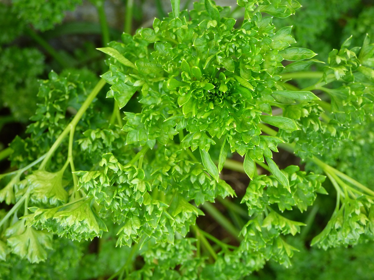 parsley green herb free photo