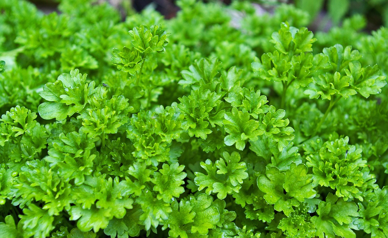 parsley herbs plant free photo