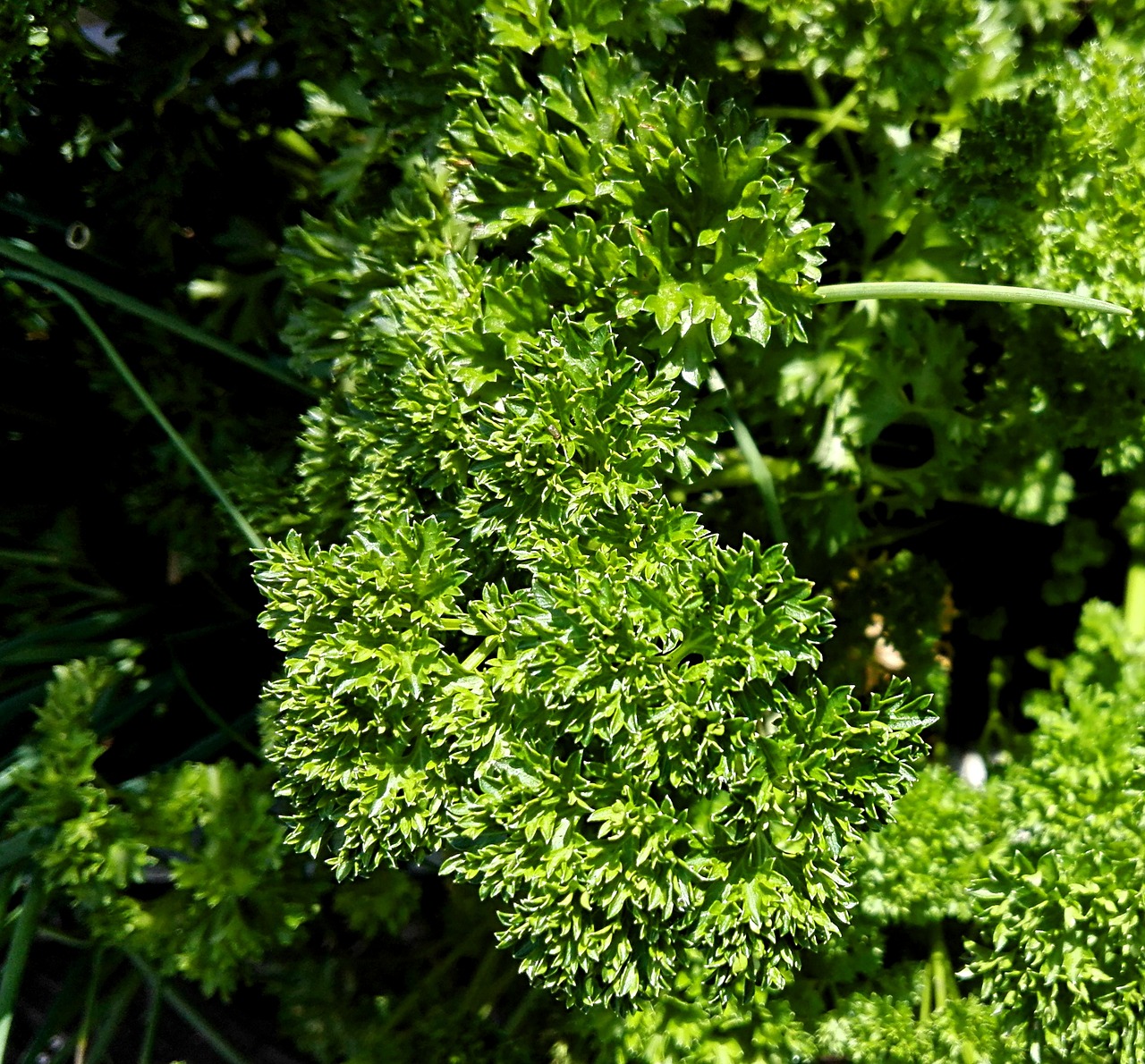 parsley herbs plant free photo