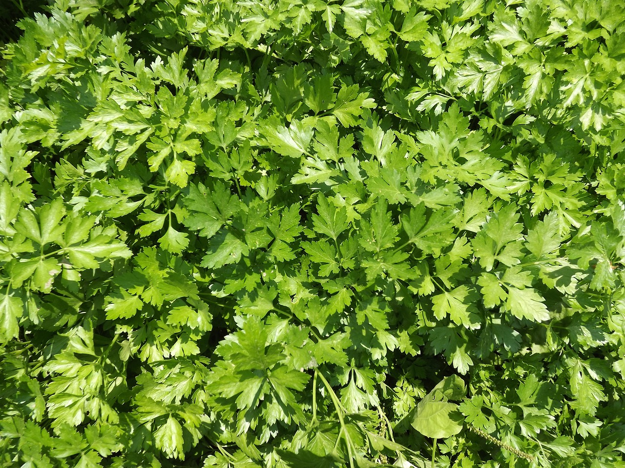 parsley seasoning background free photo