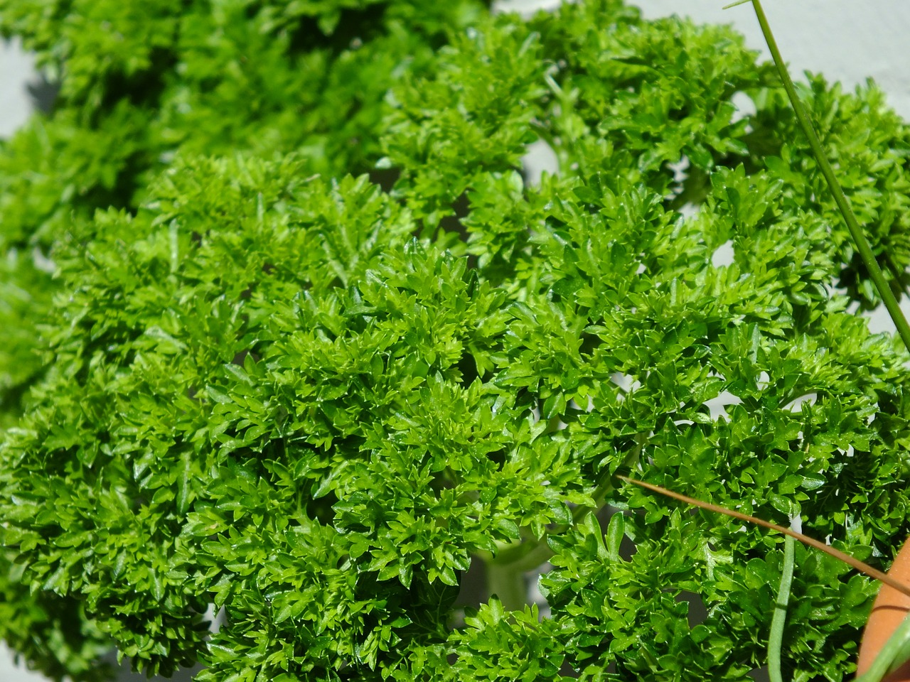 parsley herbs plant free photo