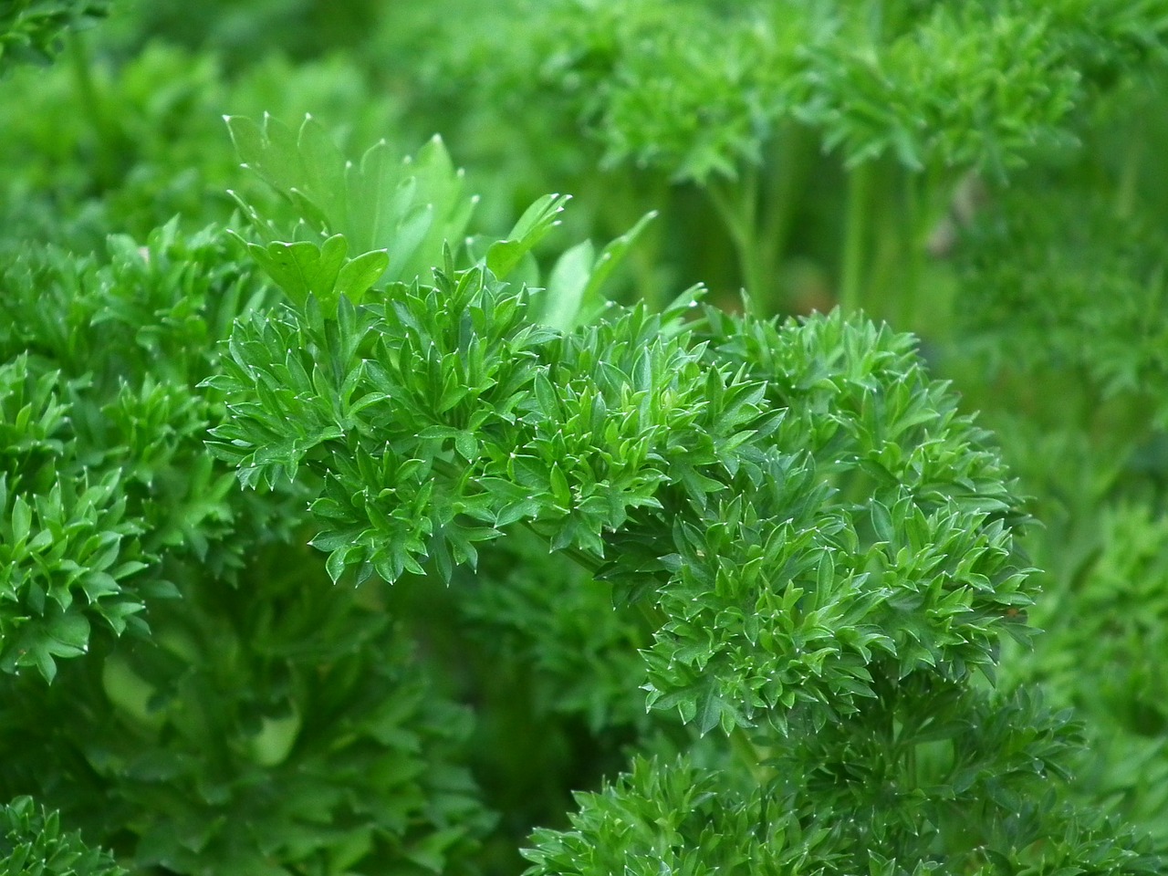 parsley seasoning salad free photo