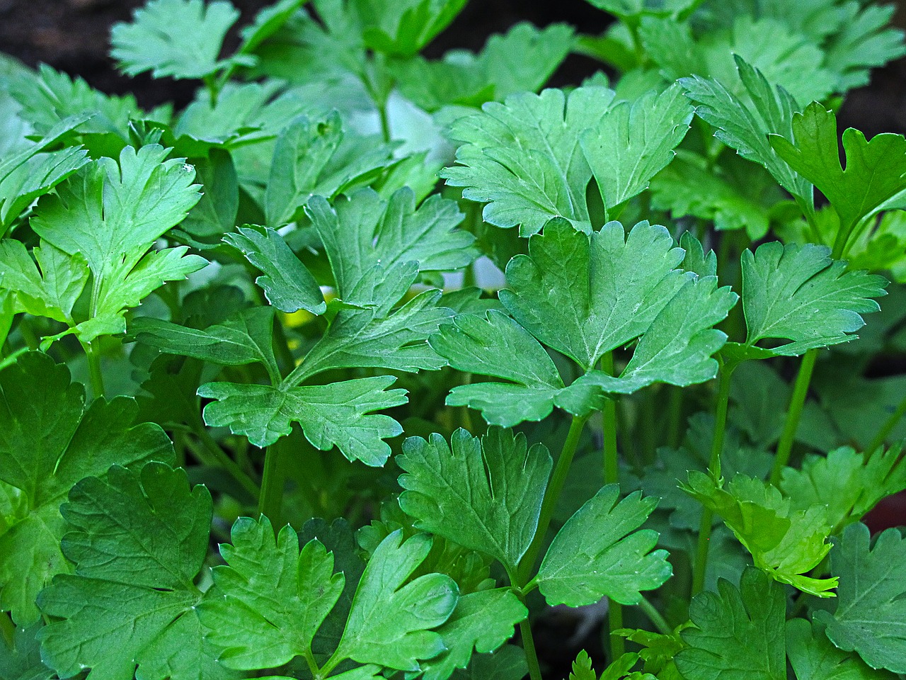 parsley peterle kitchen herb free photo