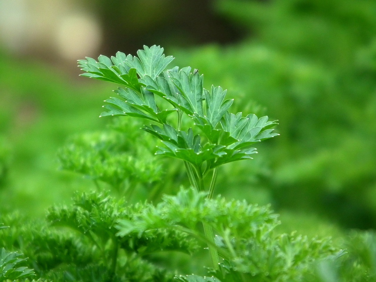 parsley seasoning salad free photo