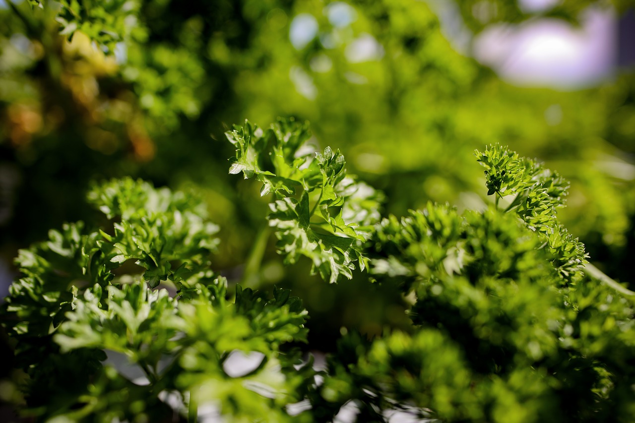 parsley herbs spice free photo