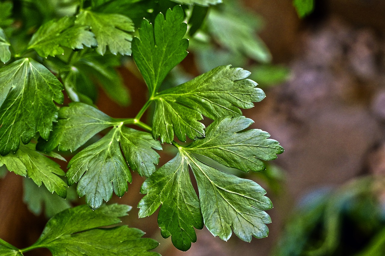 parsley green soup kitchen herb free photo